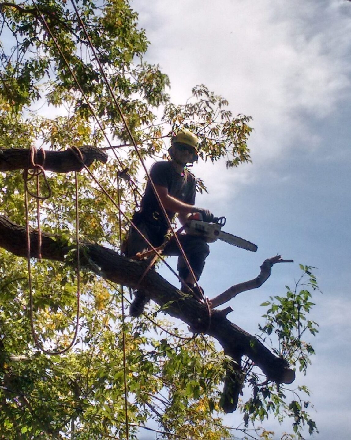 Image of bp tree service Professional Tree Care ISA Arborist Burnaby Vancouver West Vancouver Sea to Sky Sea Islands Squamish